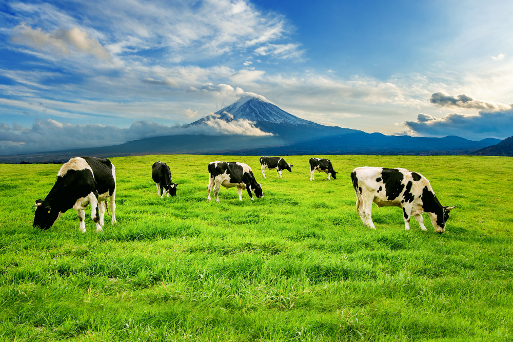 cows eating lush grass green field front fuji mountain japan